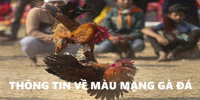 Màu mạng của chiến kê quan trọng đến chừng nào?